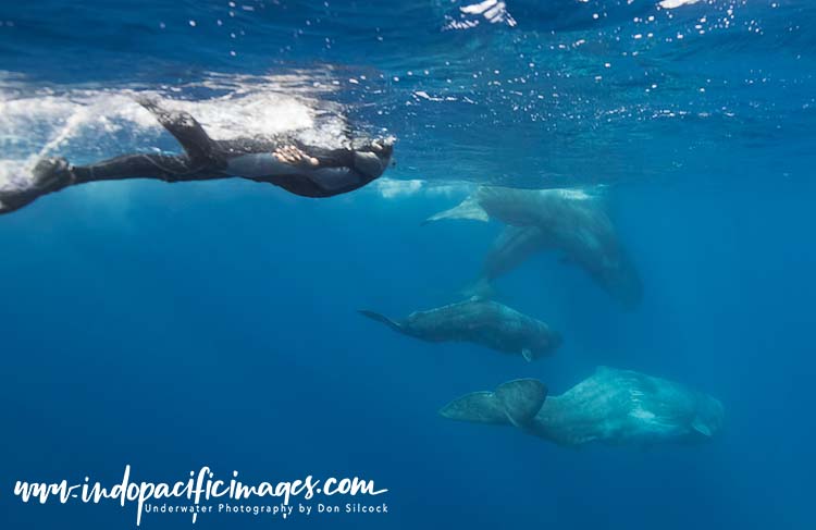 Sperm Whales of the Azores
