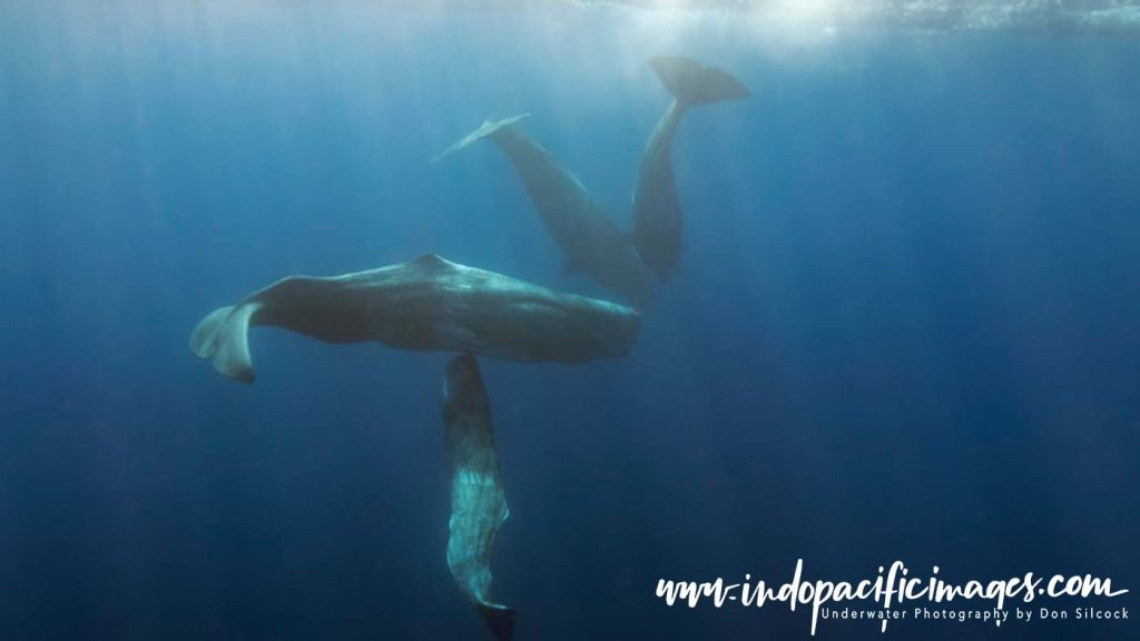 Sperm Whales of the Azores