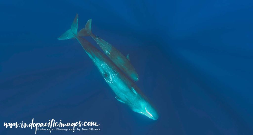 Sperm Whales of the Azores
