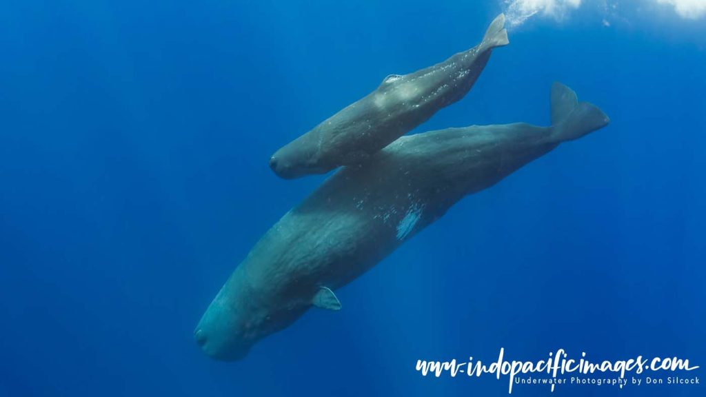Sperm Whales of the Azores