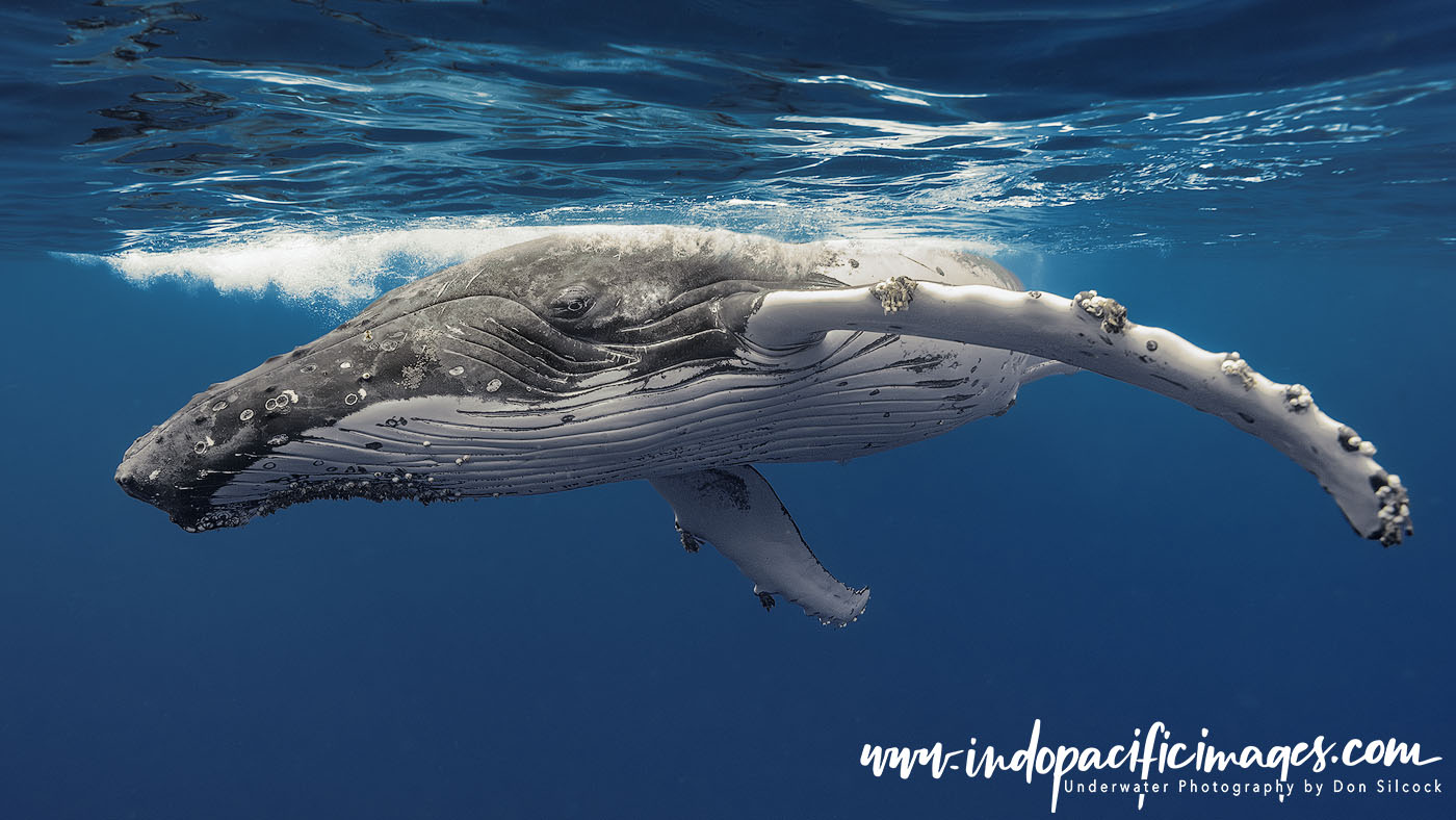 Big Animal Underwater Encounters